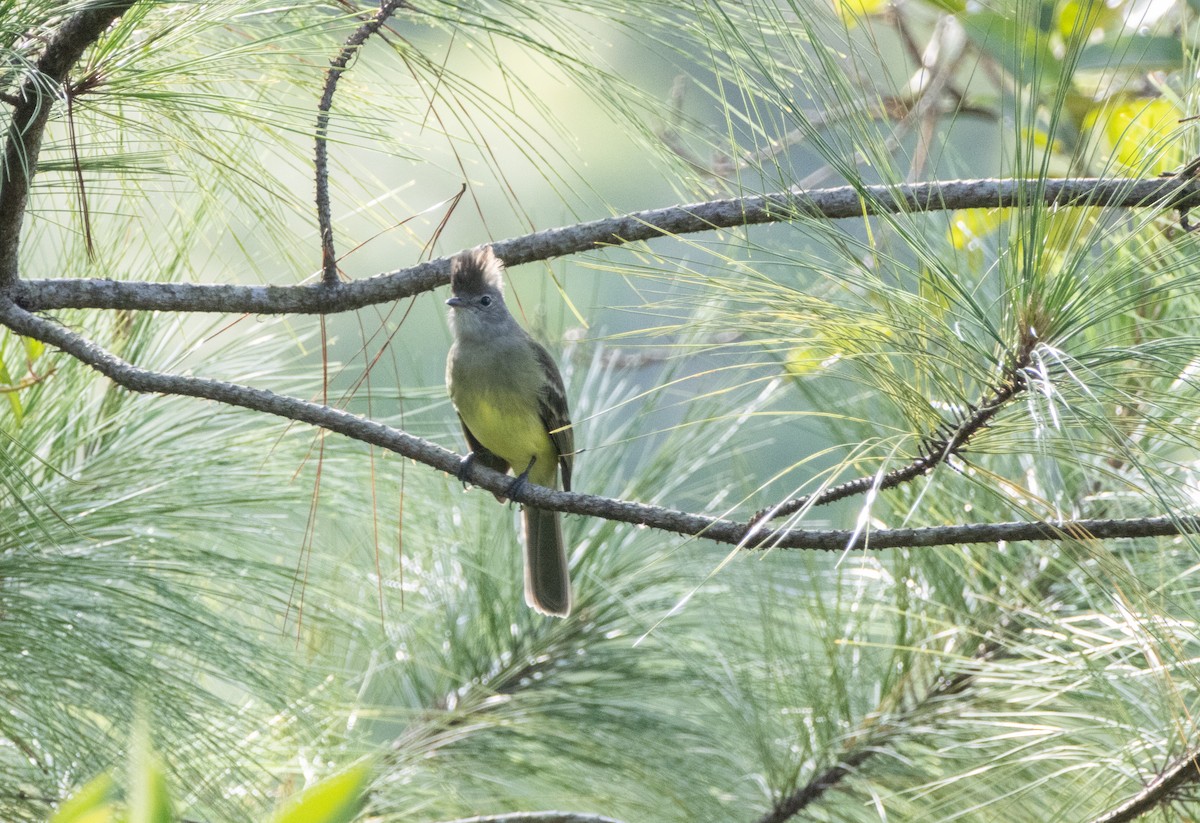 Yellow-bellied Elaenia - ML644040064