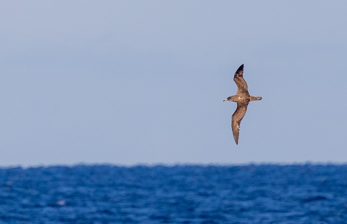 Scopoli's Shearwater - ML644040071