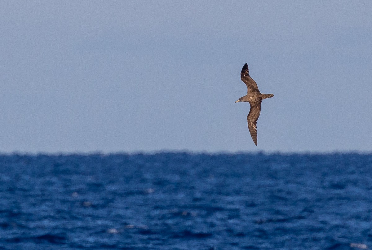 Scopoli's Shearwater - ML644040072