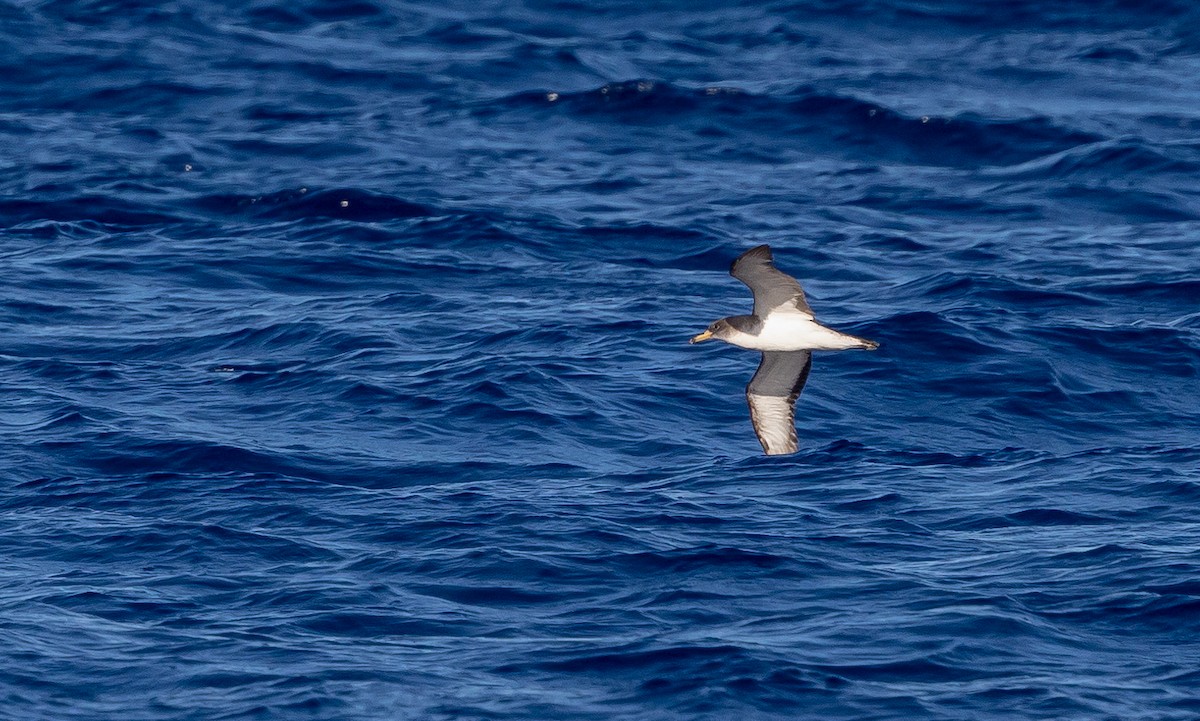 Scopoli's Shearwater - ML644040073