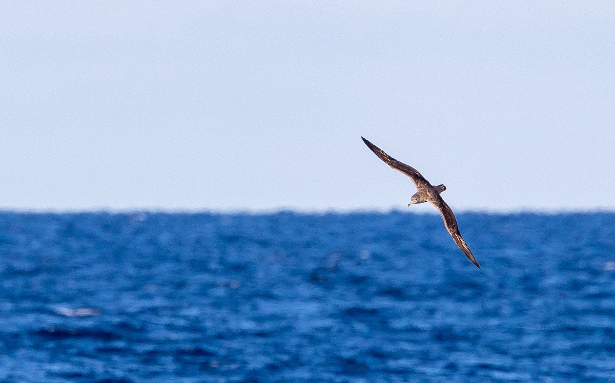 Scopoli's Shearwater - ML644040074