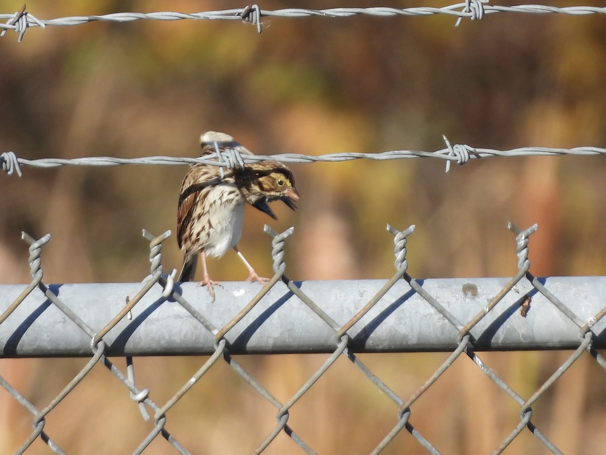 Savannah Sparrow - ML644040081