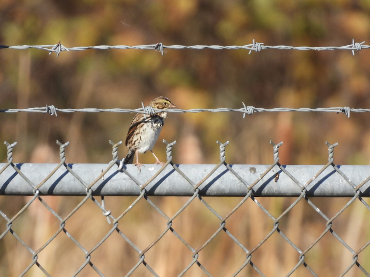 Savannah Sparrow - ML644040082