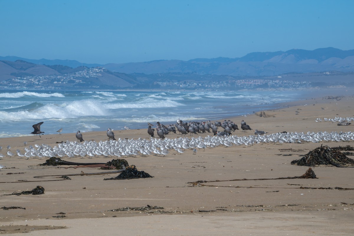 Heermann's Gull - ML644040083