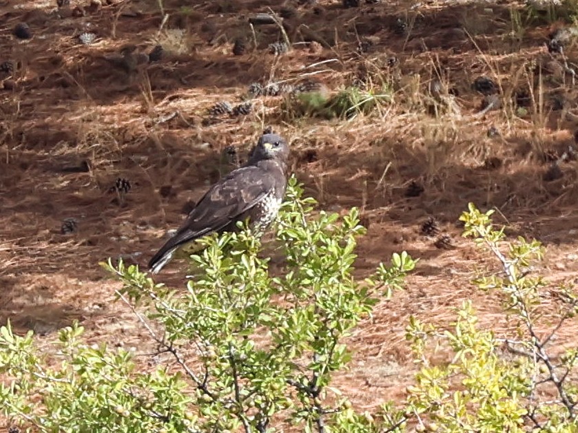 עקב חורף - ML644040086