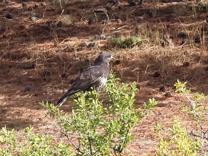 עקב חורף - ML644040095