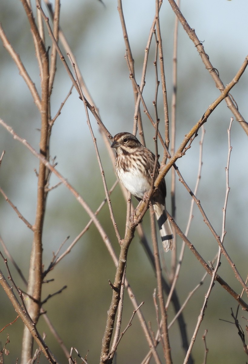 Song Sparrow - ML644040103