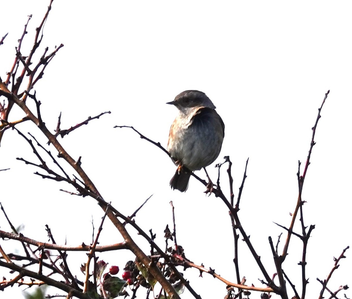 Dunnock - ML644040105