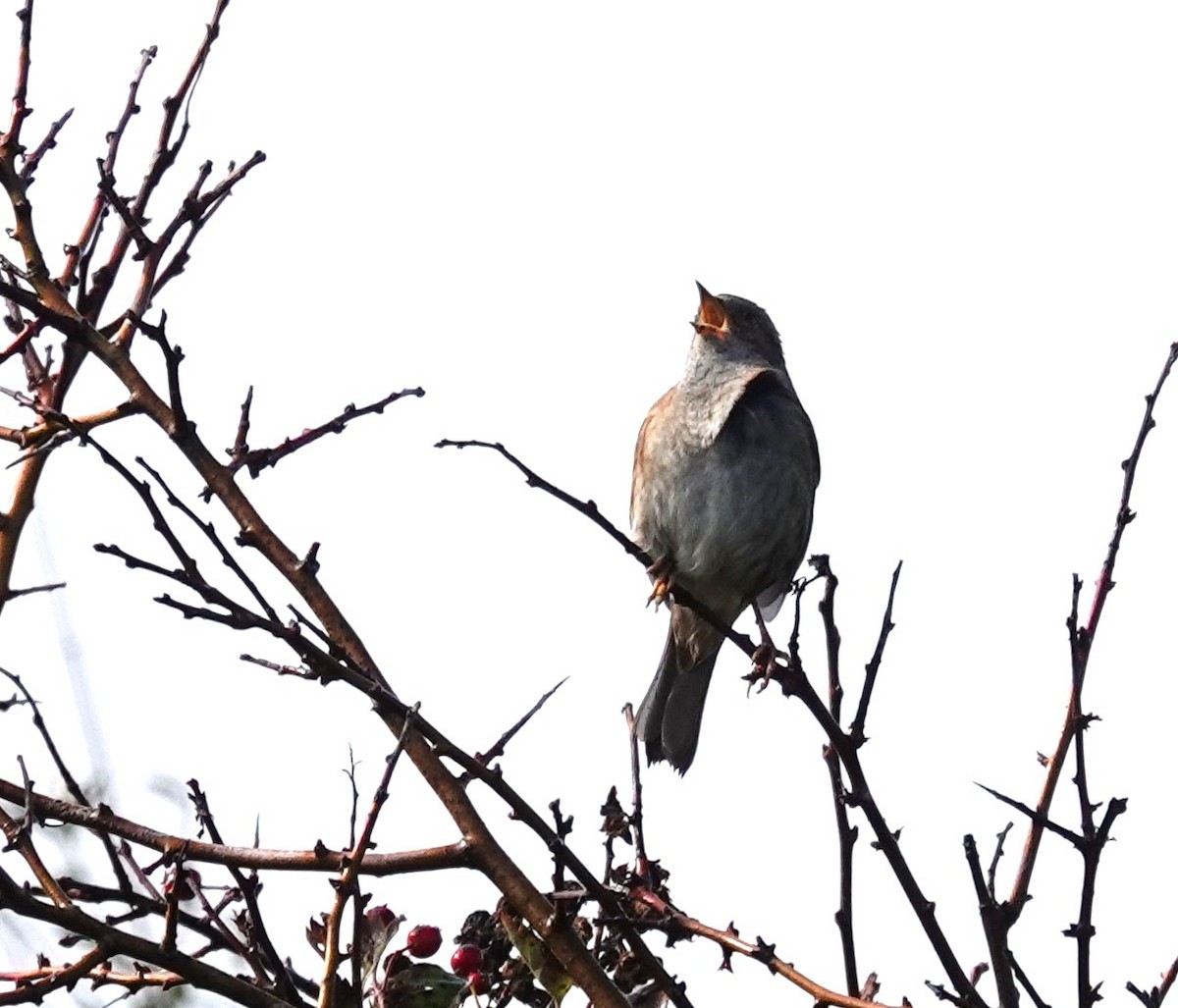 Dunnock - ML644040111
