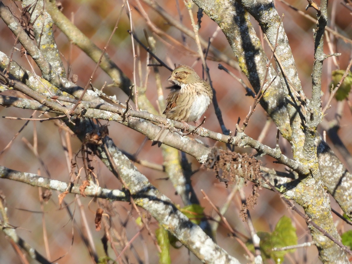 Lincoln's Sparrow - ML644040120