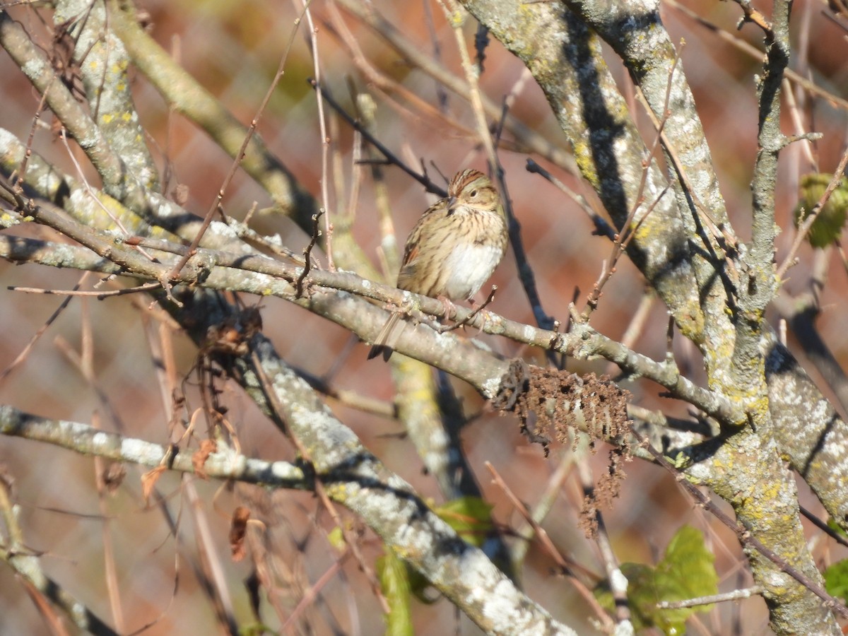 Lincoln's Sparrow - ML644040121