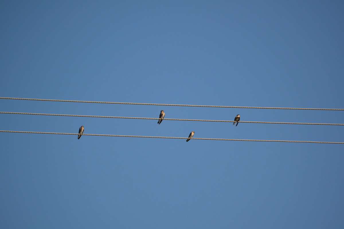 Northern Rough-winged Swallow - ML644040128