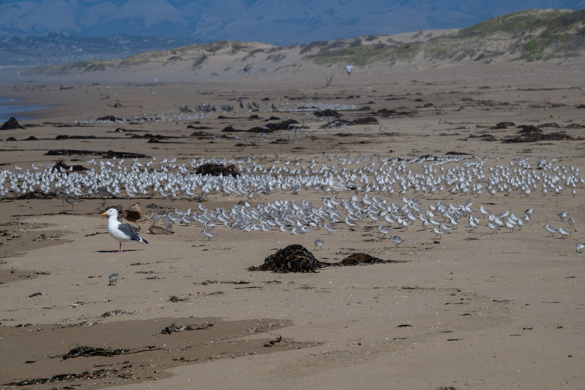 Western Gull - ML644040129