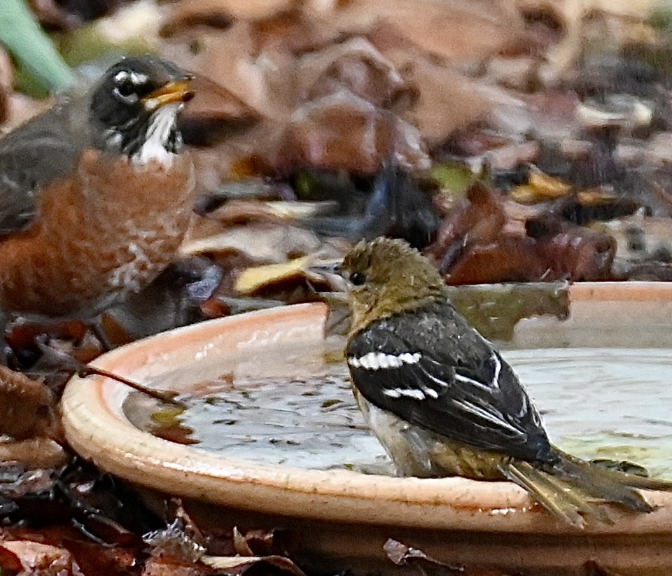 Baltimore Oriole - ML644040134