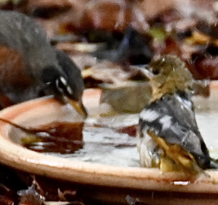 Baltimore Oriole - ML644040135