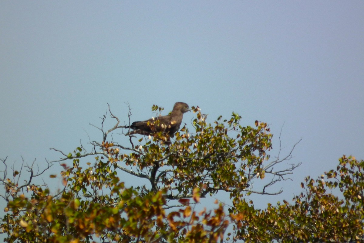 Brown Snake-Eagle - ML644040146