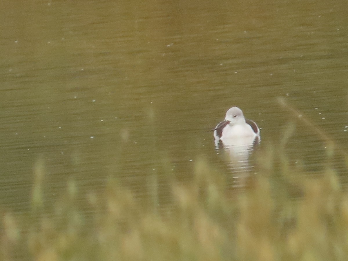 American Avocet - ML644040181