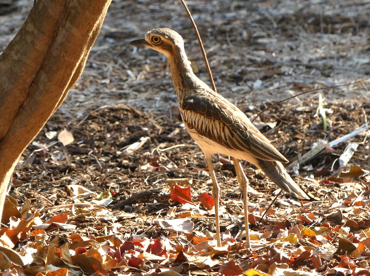 Bush Thick-knee - ML644040182