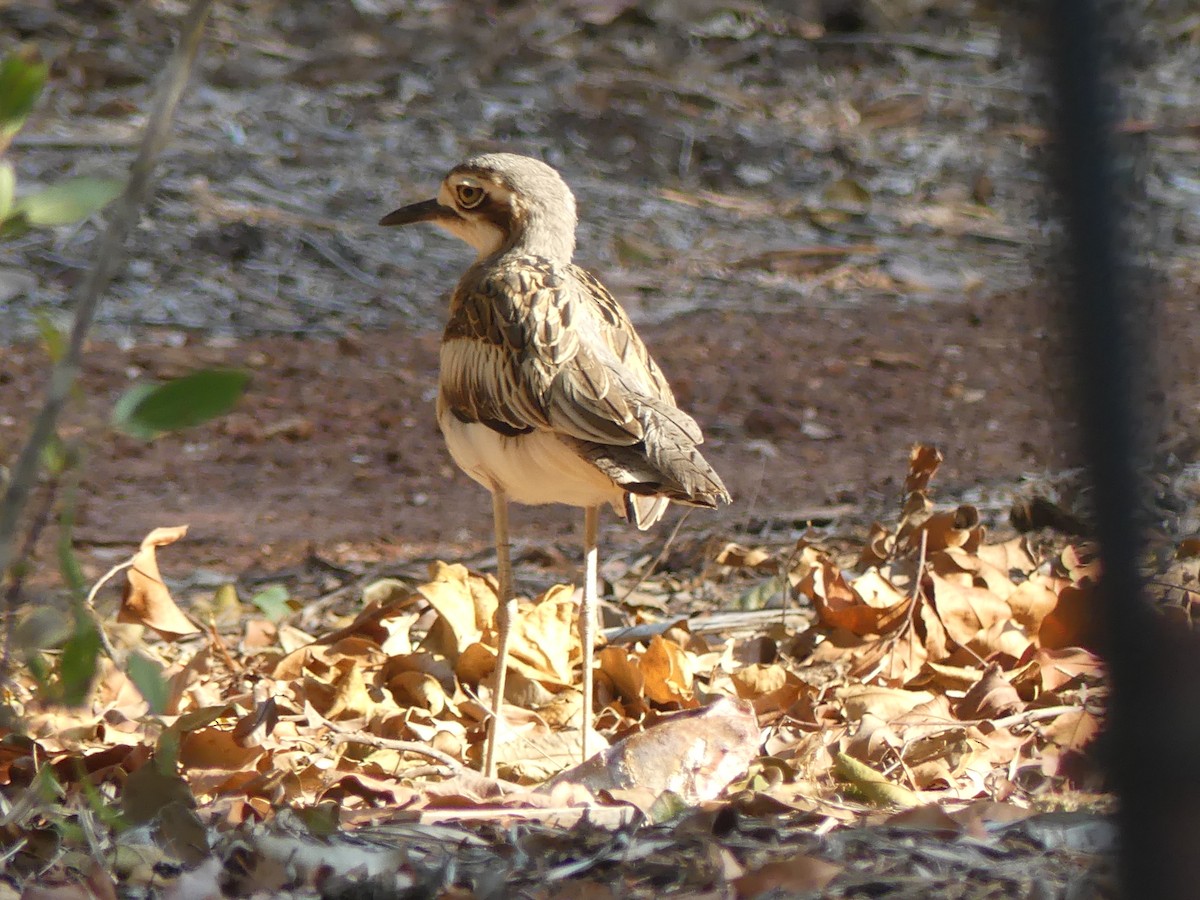Bush Thick-knee - ML644040183