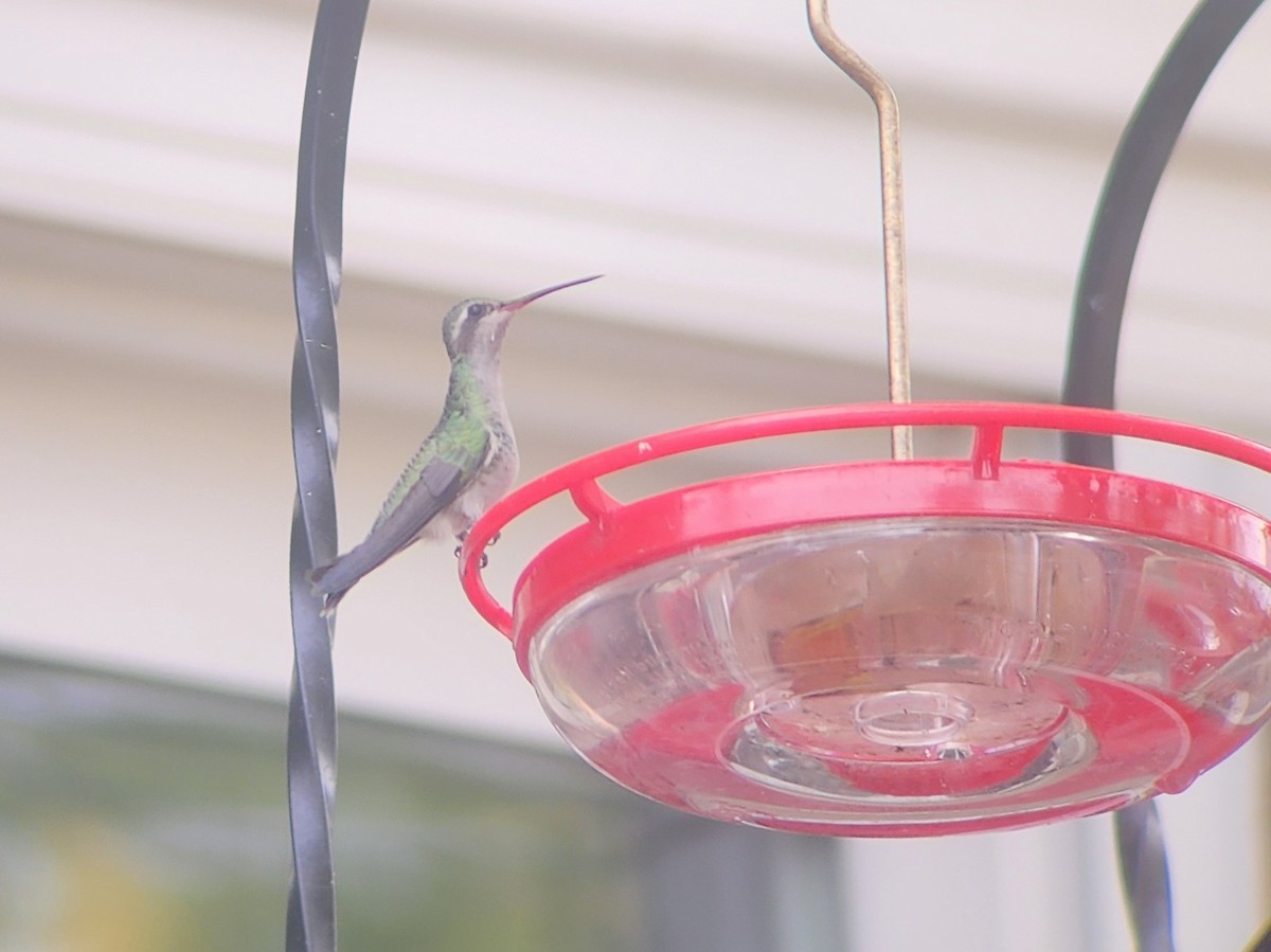 Broad-billed Hummingbird - ML644040186