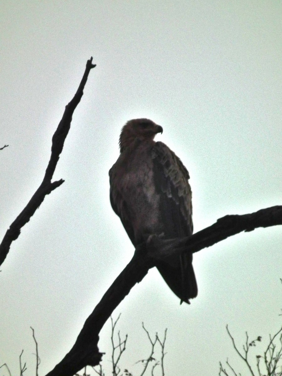 Tawny Eagle - ML644040195