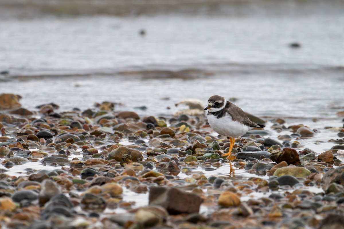 Common Ringed Plover - ML644040196