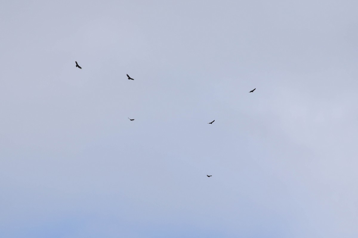 Turkey Vulture - ML644040199