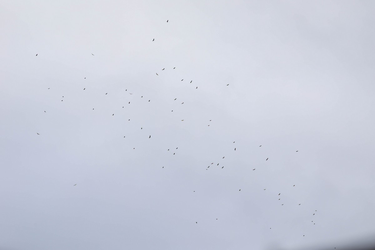 Turkey Vulture - ML644040200