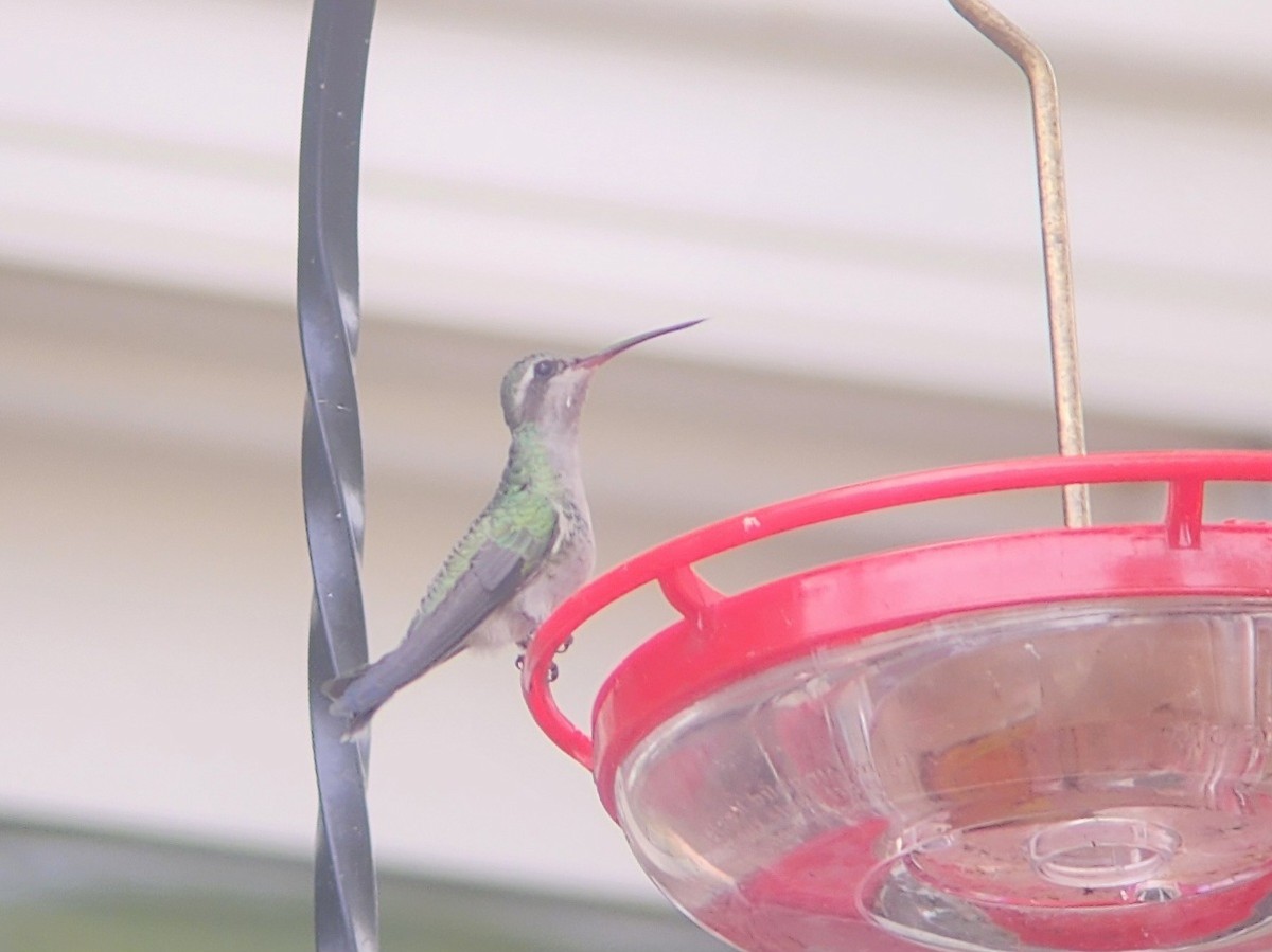 Broad-billed Hummingbird - ML644040201