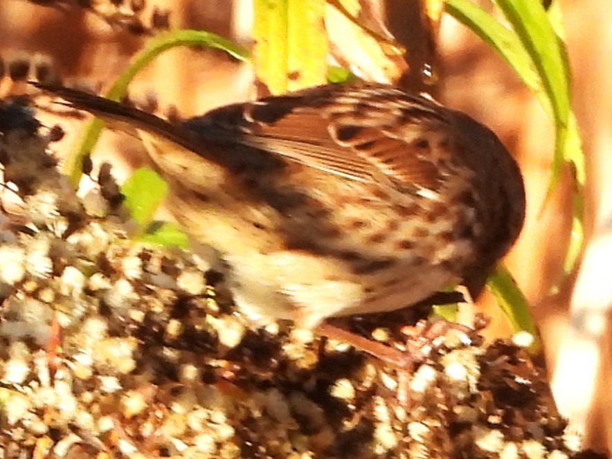 Swamp Sparrow - ML644040223