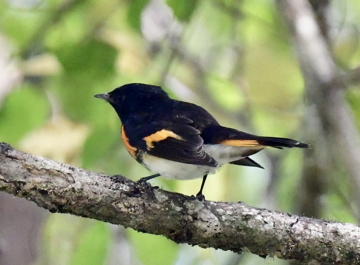 American Redstart - ML644040230