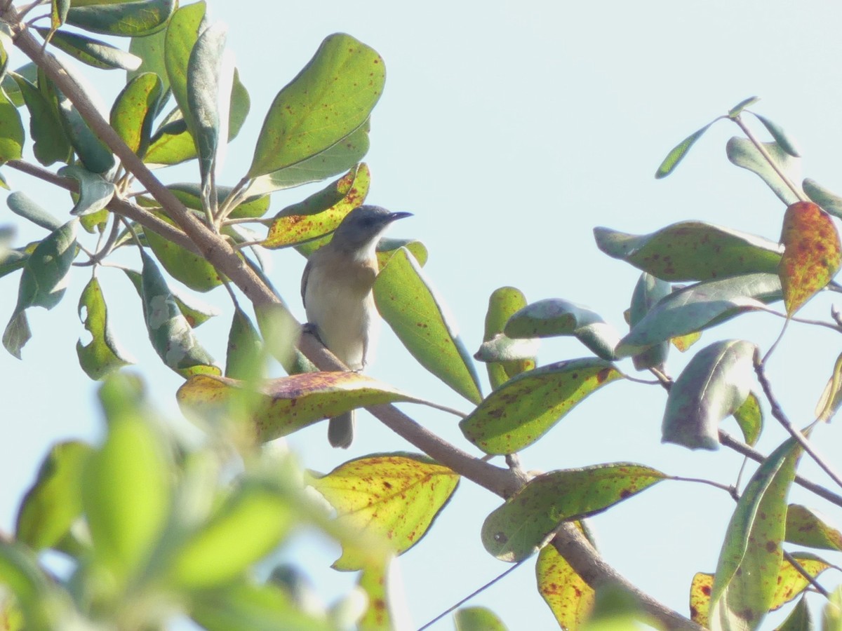 Rufous-banded Honeyeater - ML644040233