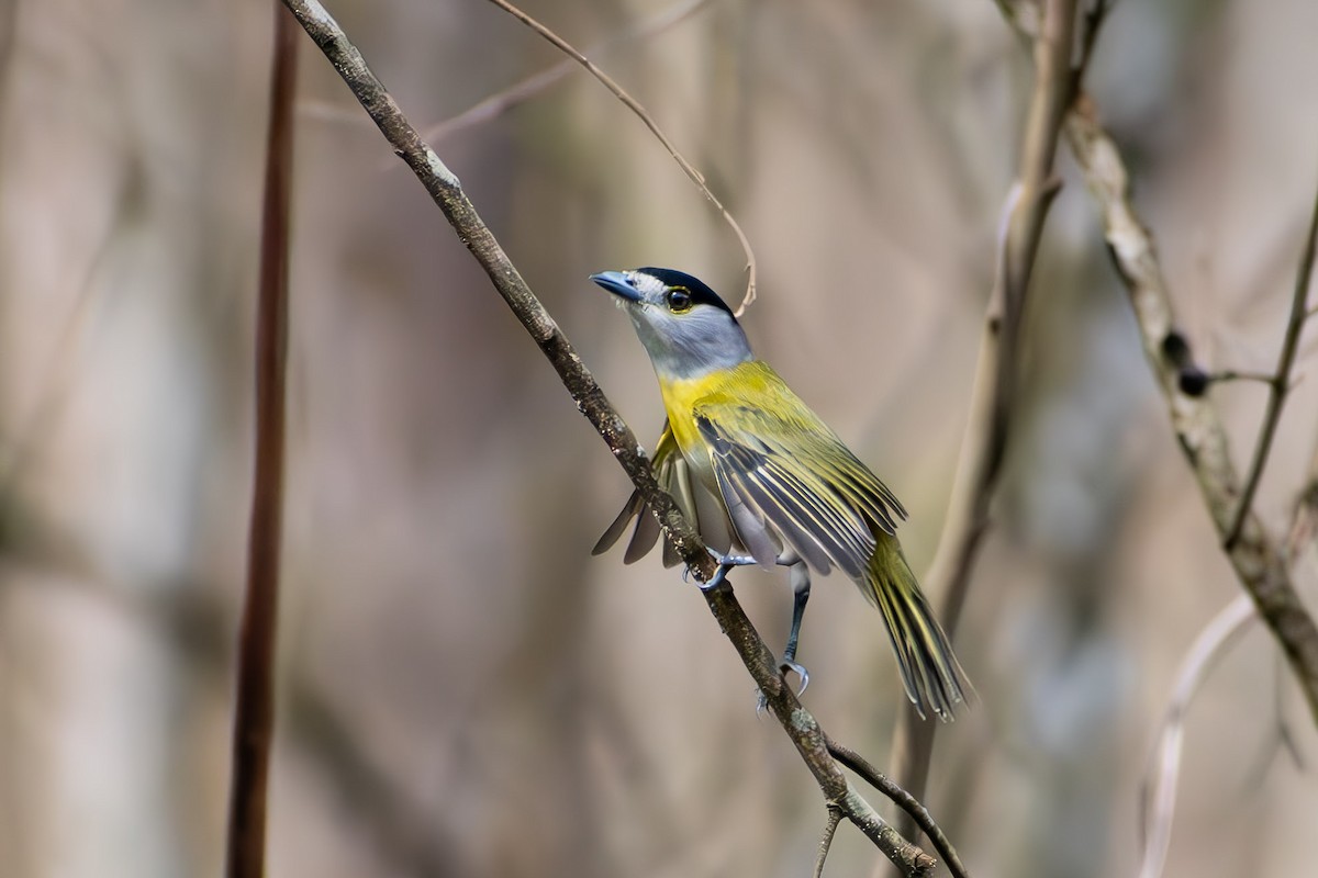 Green-backed Becard - ML644040241