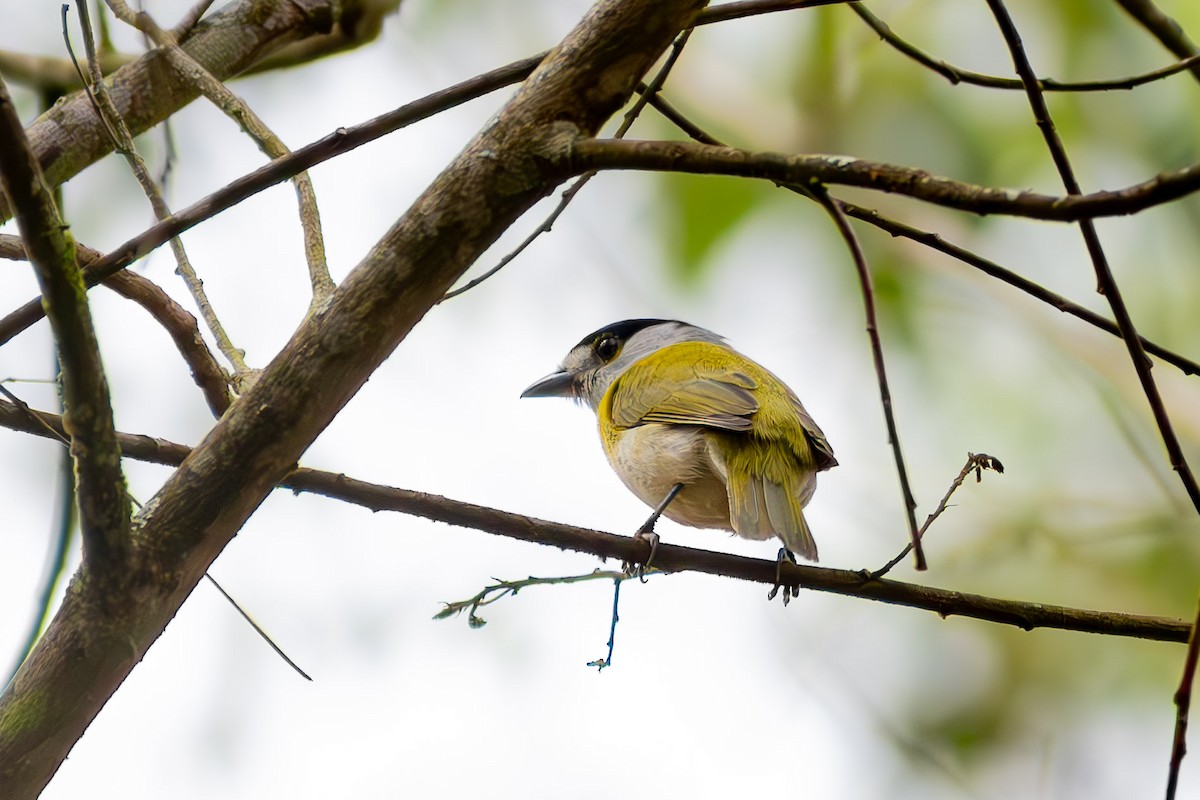 Green-backed Becard - ML644040242