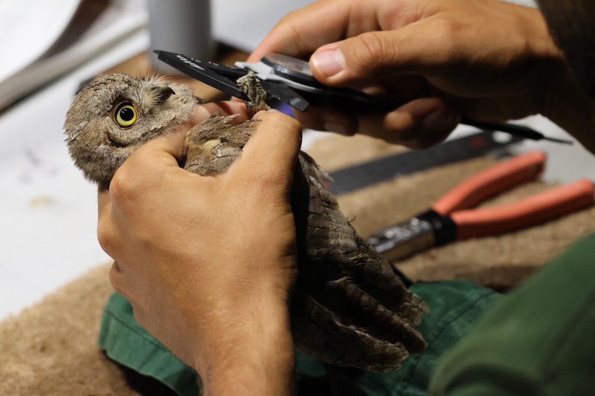 Eurasian Scops-Owl - ML644040247