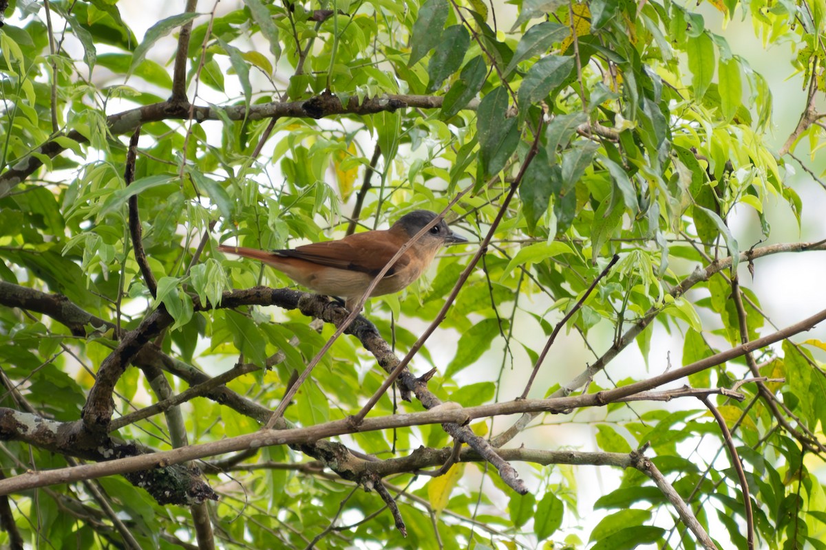 Crested Becard - ML644040252