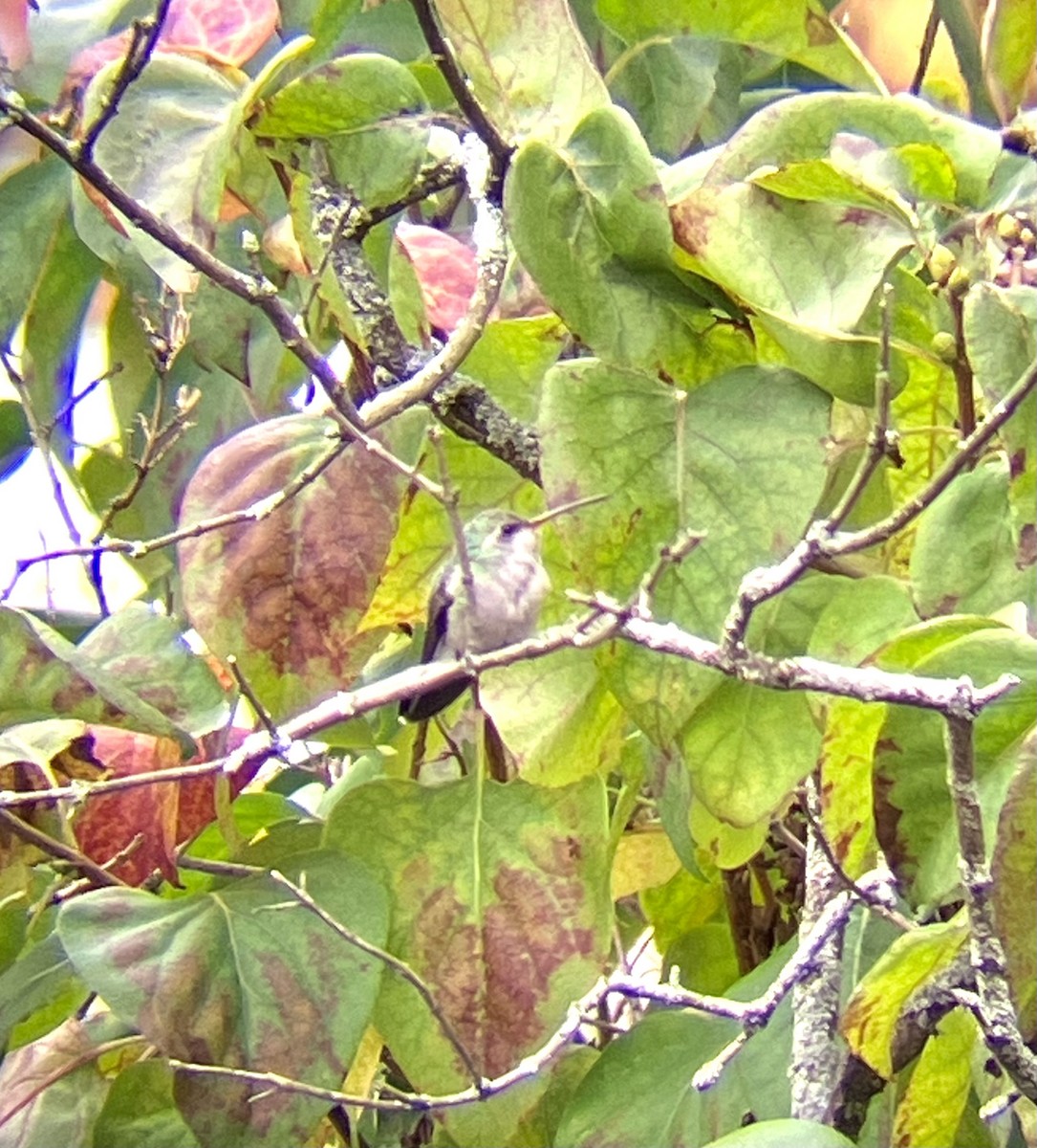 Broad-billed Hummingbird - ML644040268