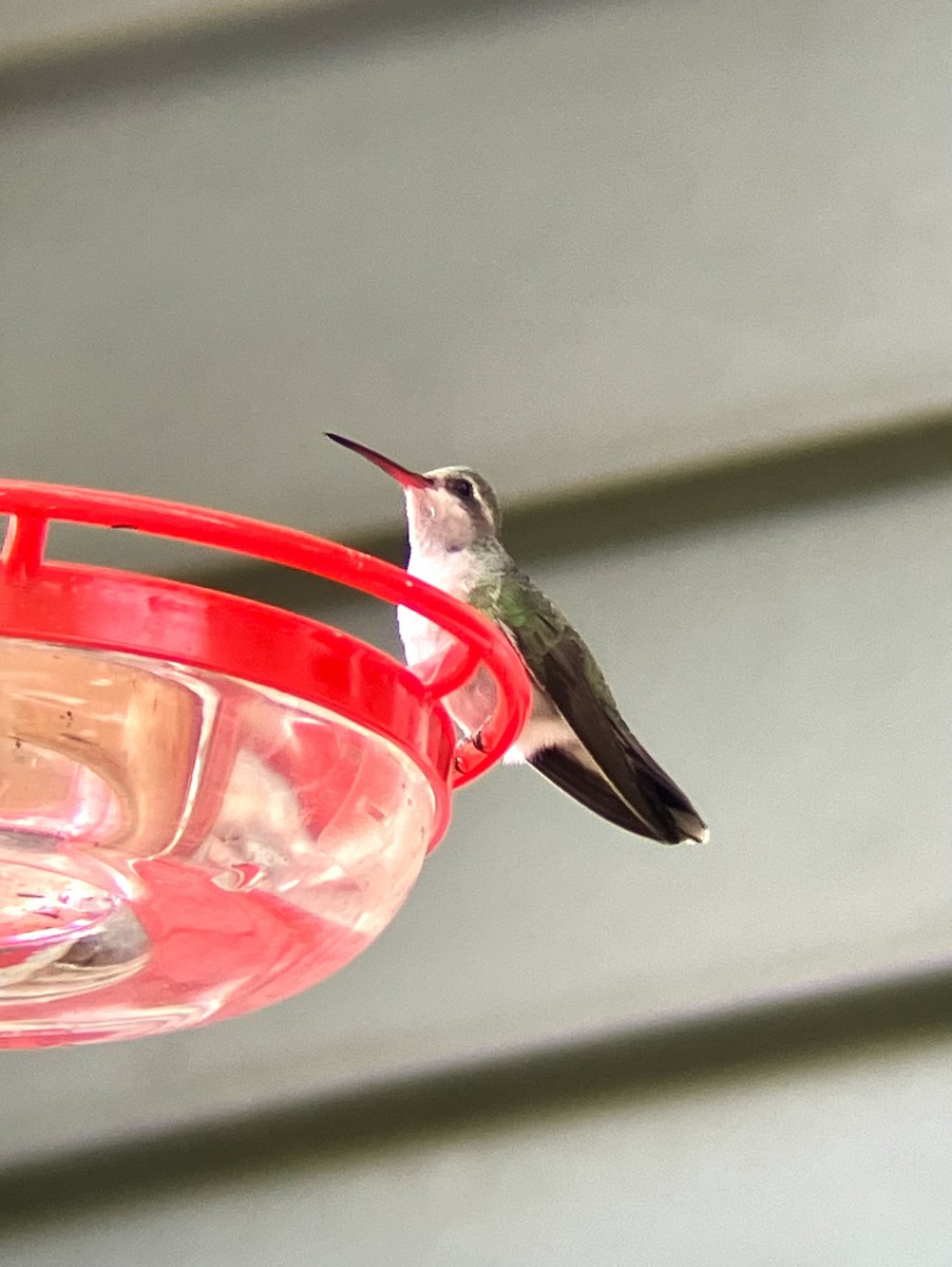 Broad-billed Hummingbird - ML644040269