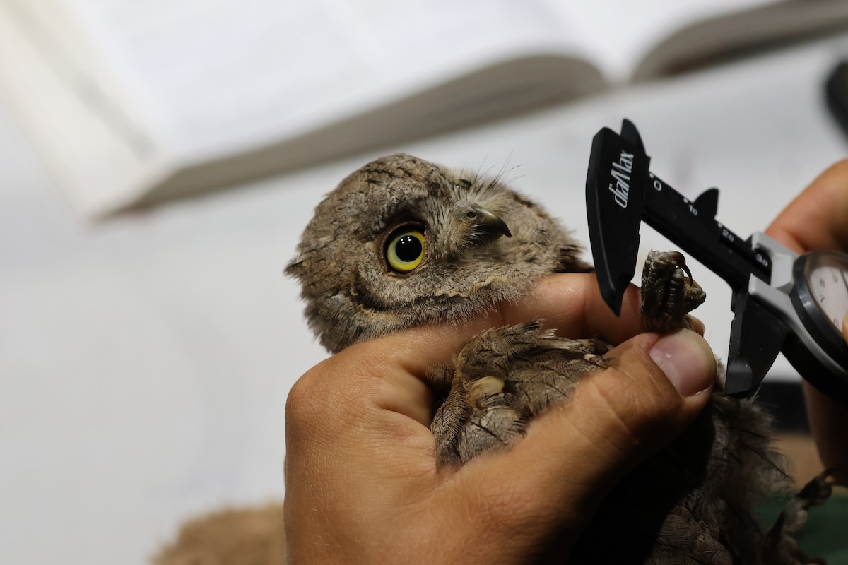 Eurasian Scops-Owl - ML644040270