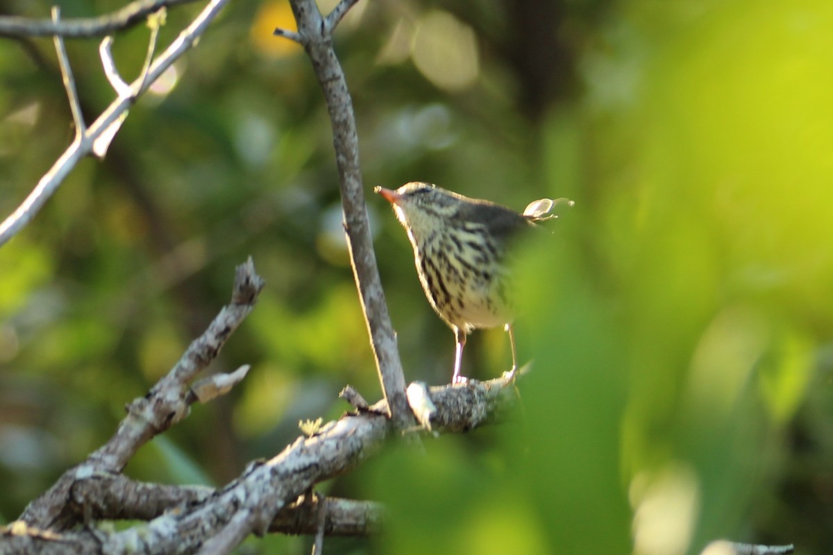 Northern Waterthrush - ML644040279
