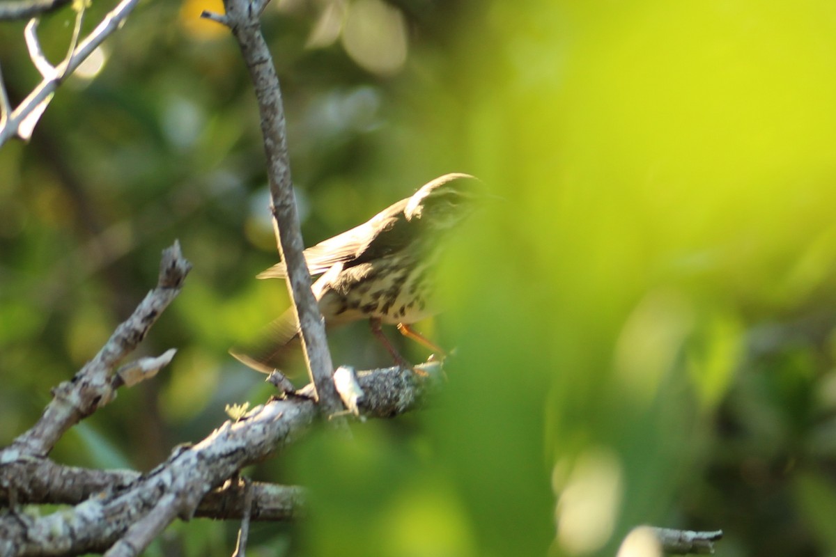 Northern Waterthrush - ML644040299