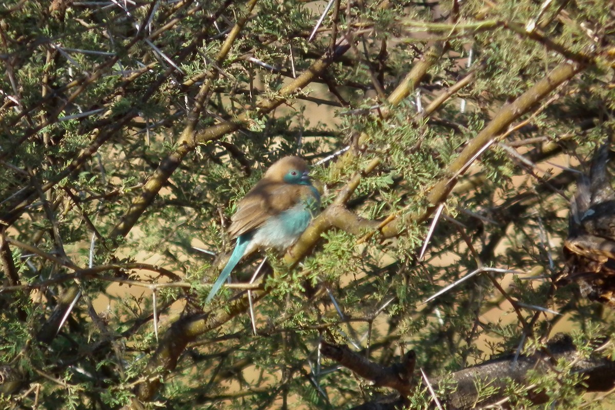 Southern Cordonbleu - ML644040300