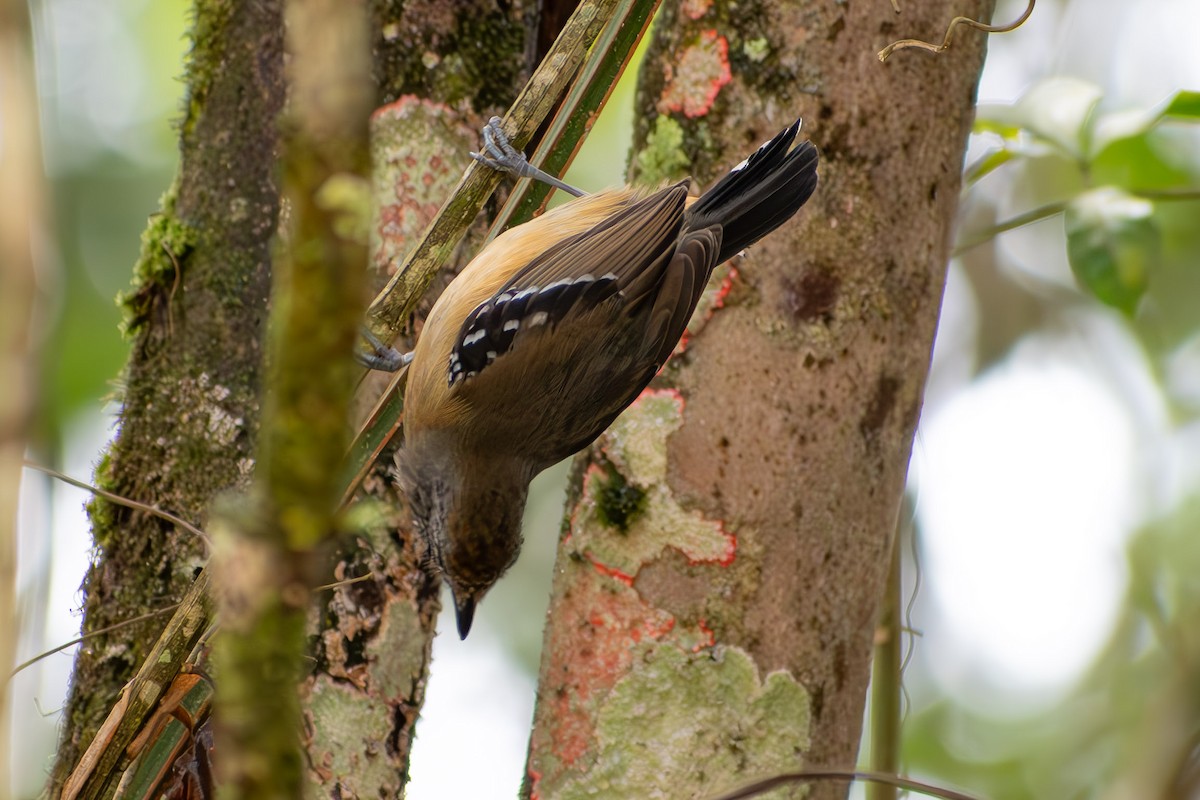 Variable Antshrike - ML644040313