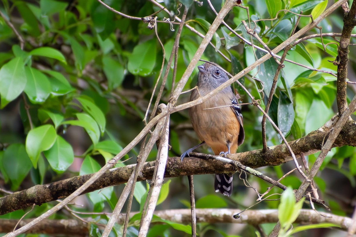 Variable Antshrike - ML644040314