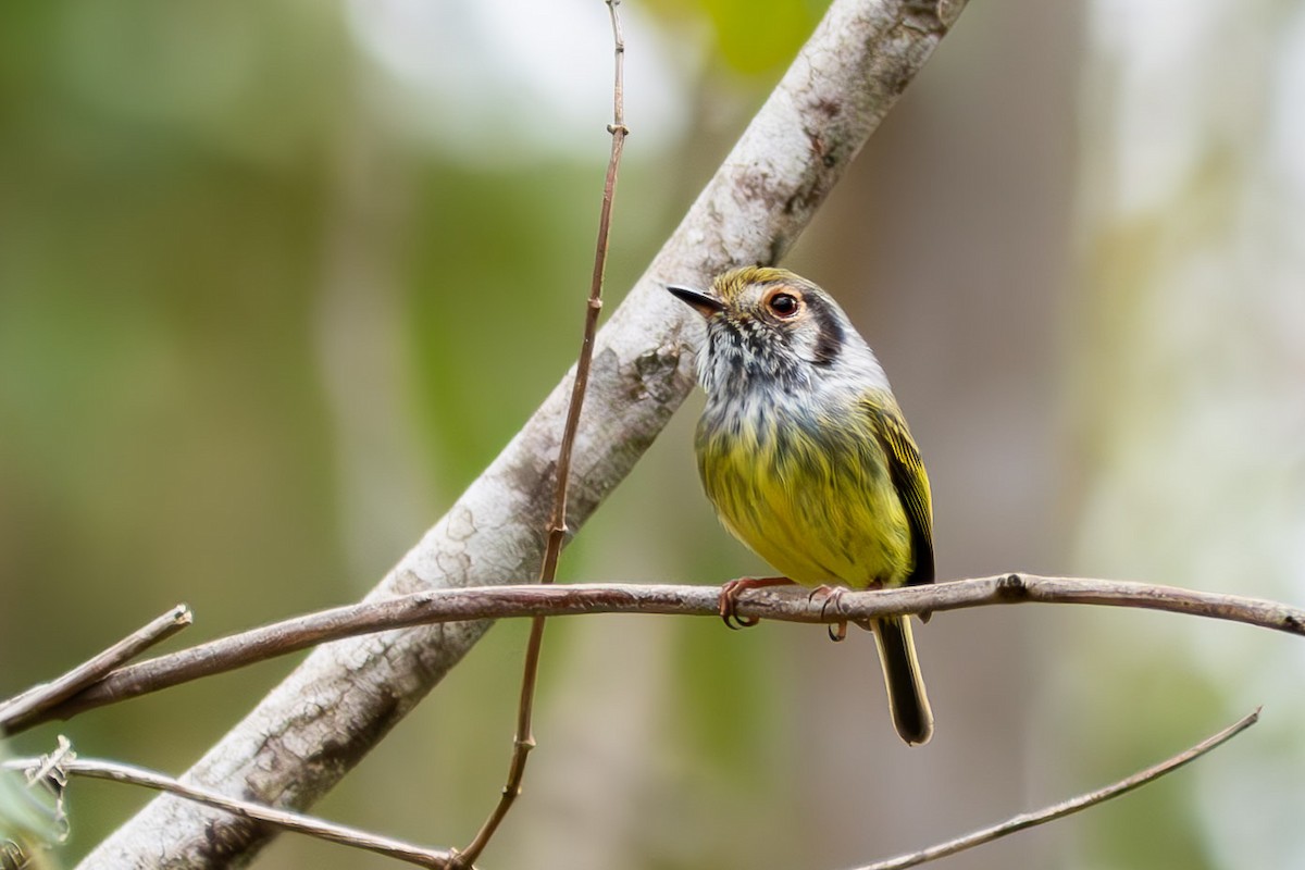 Eared Pygmy-Tyrant - ML644040332