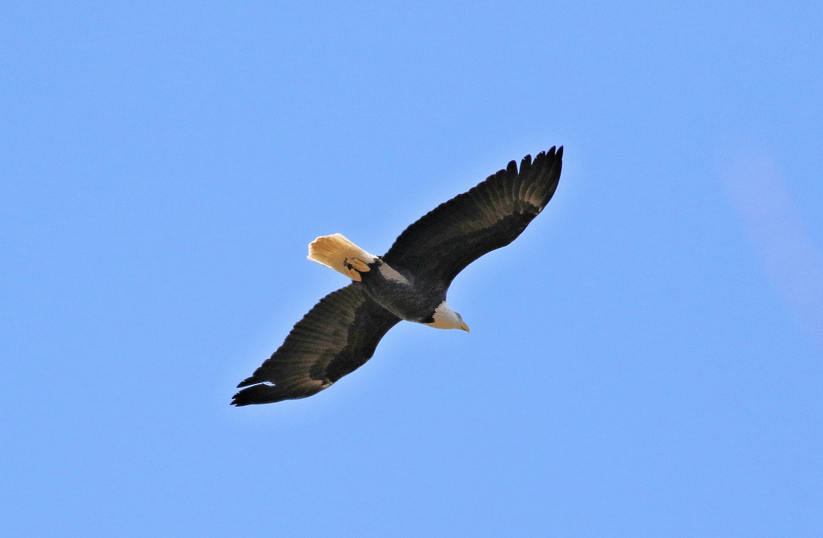 Bald Eagle - ML644040337
