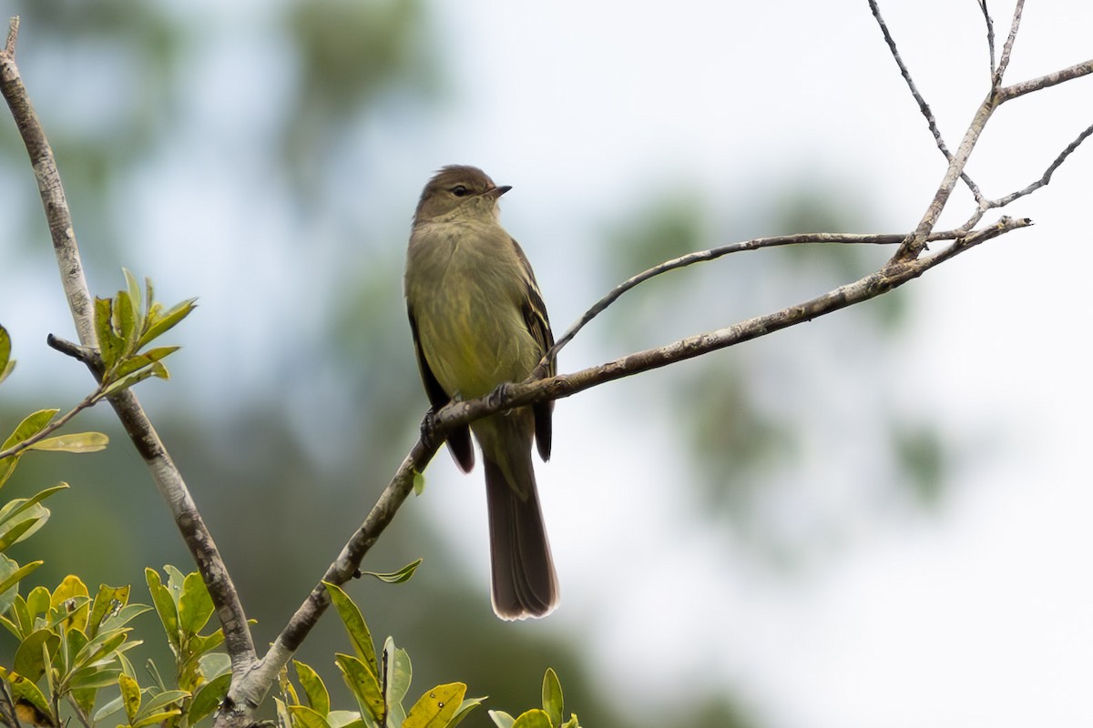 Small-headed Elaenia - ML644040338