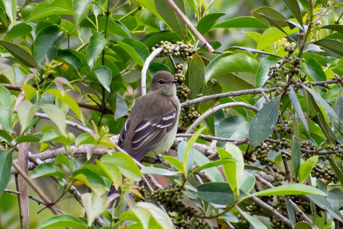 Small-headed Elaenia - ML644040339