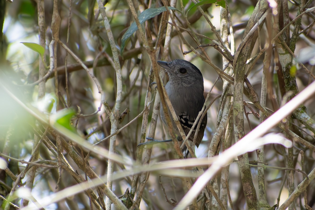 Variable Antshrike - ML644040354