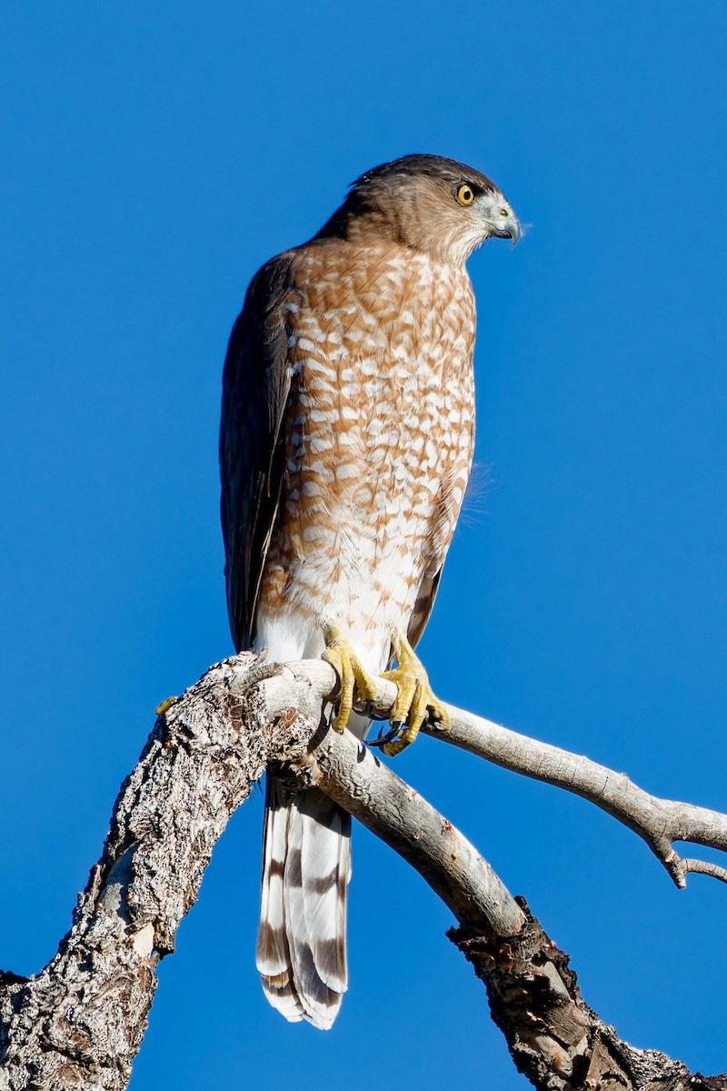 Cooper's Hawk - ML644040358